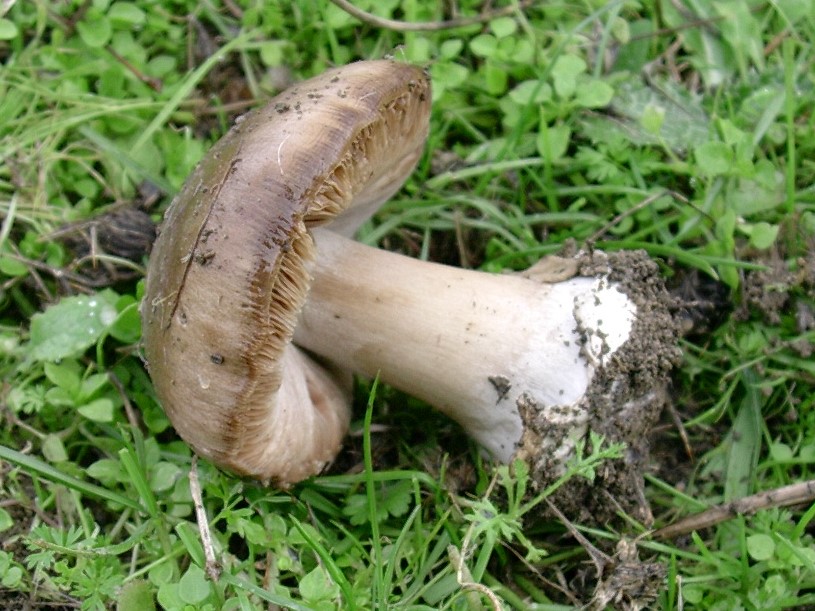 498 Novembre vecchio ritrovamento